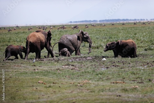 Herd of elephants walking and eating in the marsh of Amboseli National Park  Kenya