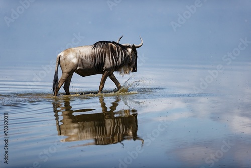 Scenic shot of a blue wildebeest walking in the shallow part of  the water with its reflection in it
