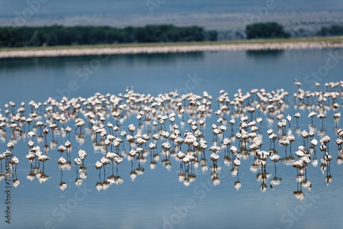 Scenic shot of a flock of flamingo's in a lake