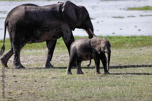 Baby elephant walking with its mom in greenery field near water © Wirestock
