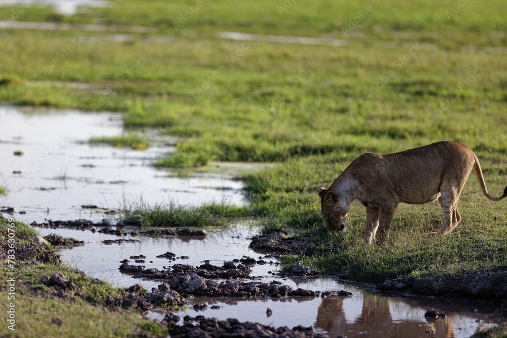 Young lioness drinking from a water pond in a field Young lioness drinking from a water pond in a field