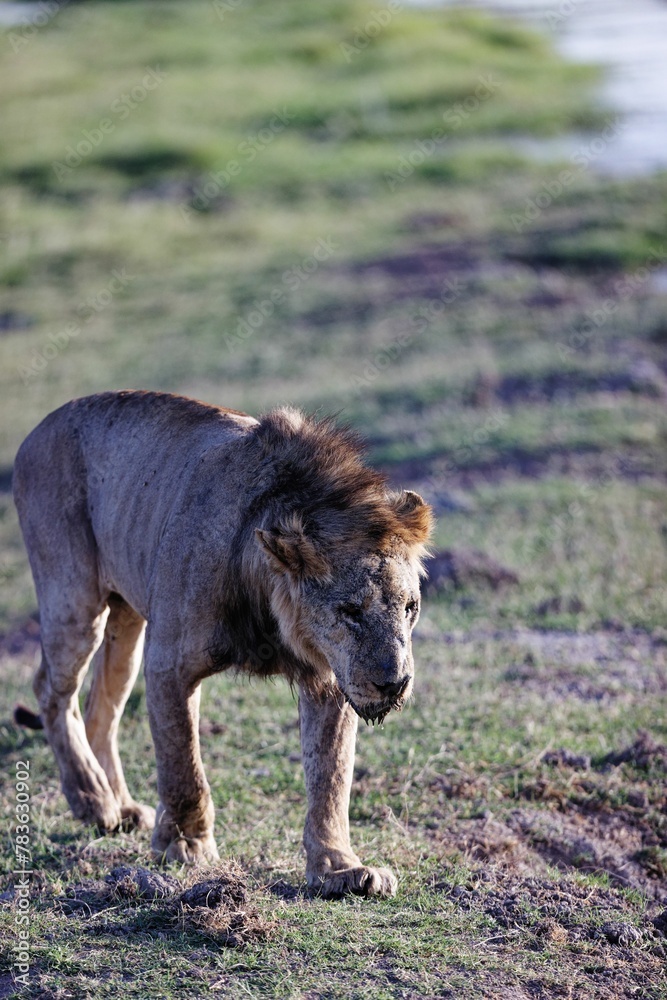 Fototapeta premium Vertical shot of a very skinny, starving male lion walking in a national park in Kenya