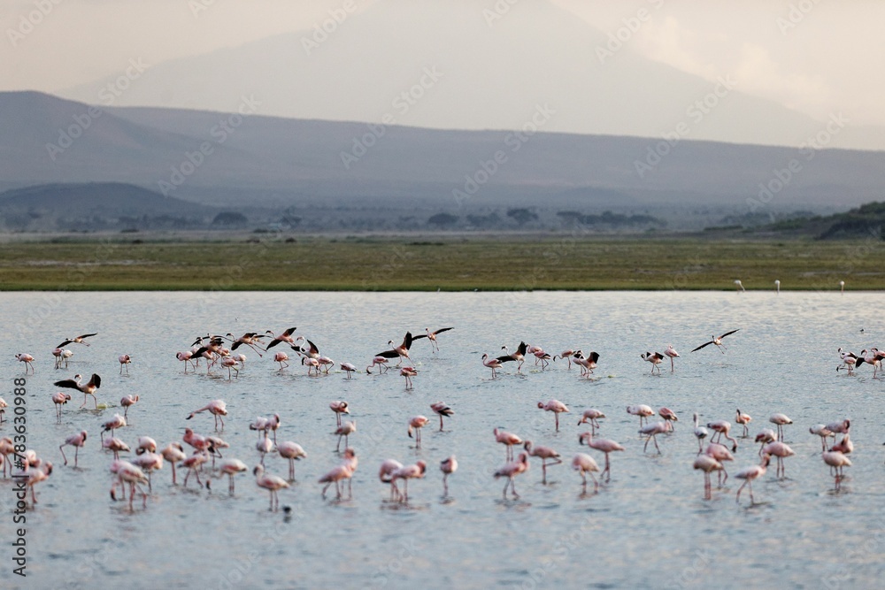 Naklejka premium Flock of flamingos in the shallow waters in Amboseli National Park, Kenya