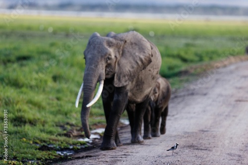 Mother and calf elephants walking in Amboseli National Park, Kenya