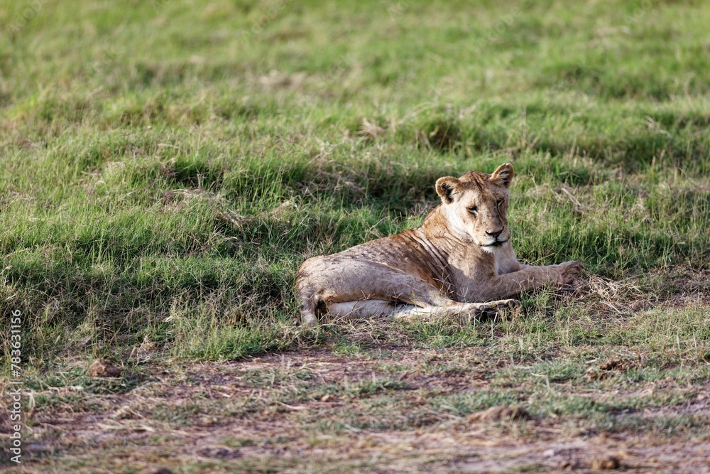 Young skinny lioness grooming itself while sitting on the grass in the Amboseli National Park, Kenya Young skinny lioness grooming itself while sitting on the grass in the Amboseli National Park, Kenya
