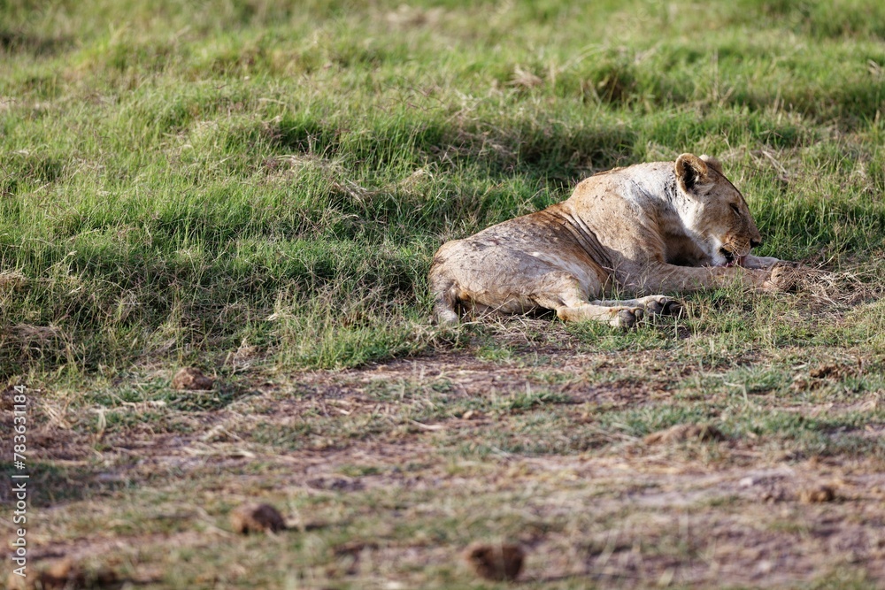 Young skinny lioness grooming itself while sitting on the grass in the Amboseli National Park, Kenya Young skinny lioness grooming itself while sitting on the grass in the Amboseli National Park, Kenya