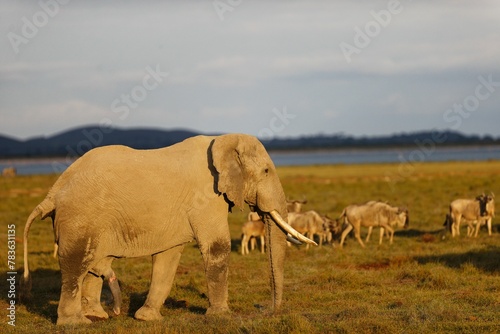Family of elephants grazing around in the Amboseli National Park  Kenya
