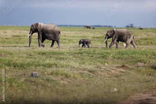 Canvas Print Family of elephants in Amboseli National Park Kenya