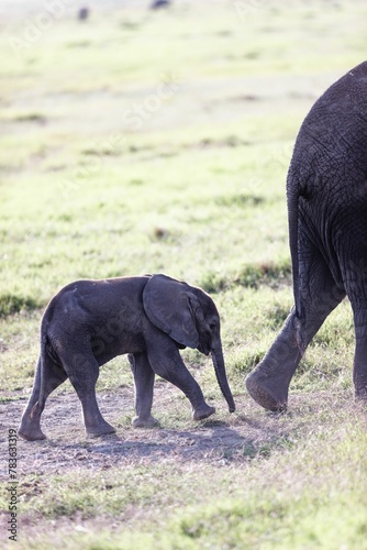 Vertical shot of a baby elephant with its mother in the Amboseli National Park  Kenya