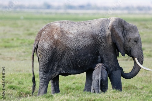 Canvas Print Family of elephants in Amboseli National Park Kenya