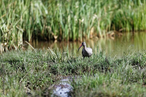 Ibis bird on the grass near a water pool in the Lewa Conservancy in Kenya photo