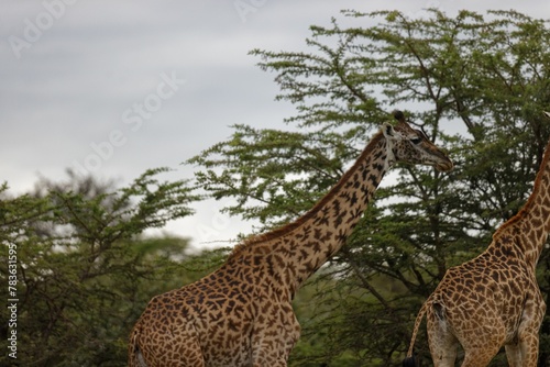 Photography Giraffes walking in the Masai Mara on a gloomy day, Kenya