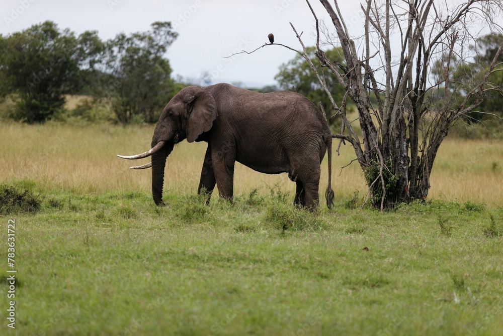 Closeup of an elephant walking and eating in the Masai Mara, Kenya
