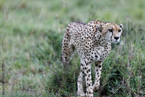 Closeup of an old female cheetah walking through the grass and bushes of the Masai Mara, Kenya