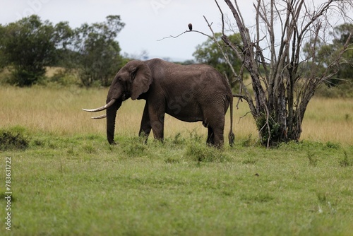 Closeup of an elephant walking and eating in the Masai Mara  Kenya