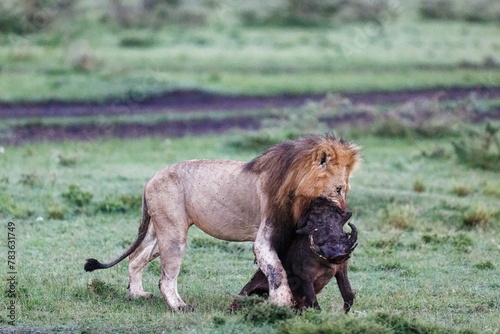 Closeup of a Male lion dragging a wart-hog kill in the Masai Mara, Kenya