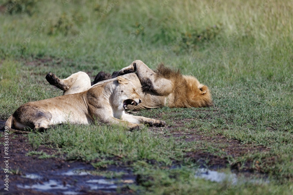 Lioness yawning while a male lion is sleeping on its back in the grass of the Masai Mara in Kenya Lioness yawning while a male lion is sleeping on its back in the grass of the Masai Mara in Kenya