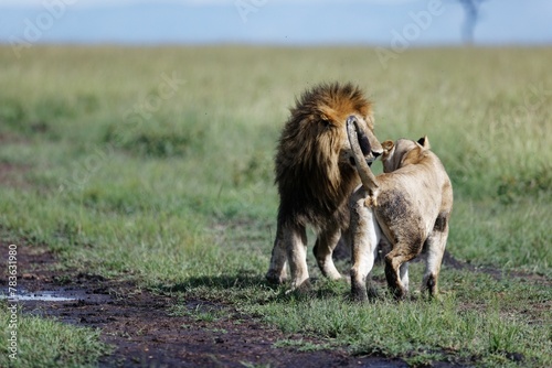 Fototapeta Naklejka Na Ścianę i Meble -  Couple of lions sniffing each other as foreplay during mating season on a sunny day in Kenya