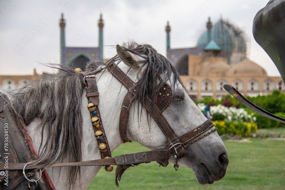 Photography of the carriage horses of the city of Isfahan that transport the passengers of this city Photography of the carriage horses of the city of Isfahan that transport the passengers of this city