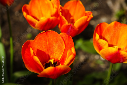 orange tulip in the garden