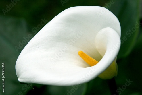 Closeup of a beautiful Arum-lily