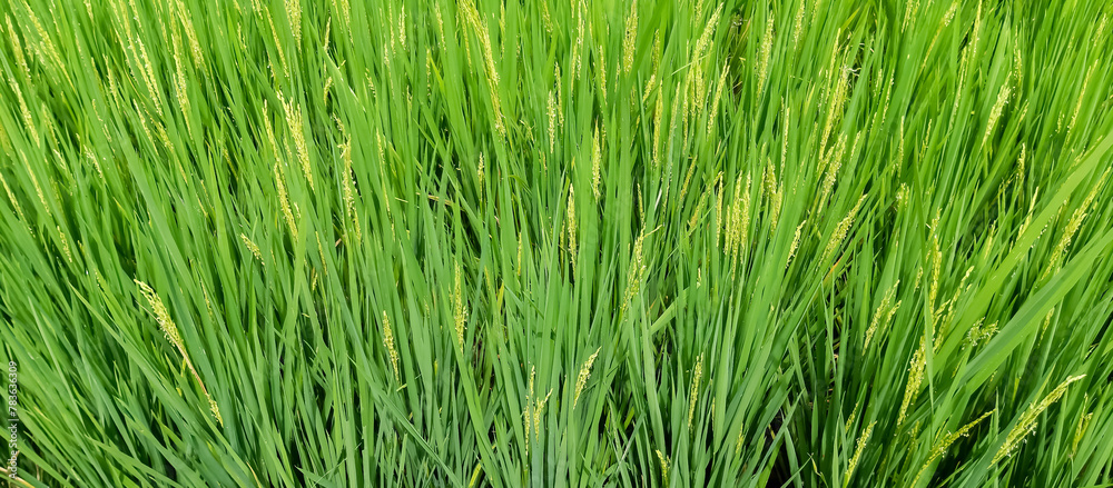 Rice plants are paddy fields Rice plants are paddy fields
