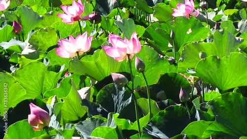 Close-up view of Nelumbo nucifera flowers with green leaves in the wind photo