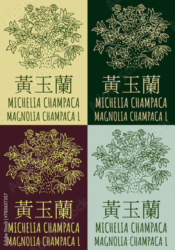 Set of drawing MICHELIA CHAMPACA in Chinese in various colors. Hand drawn illustration. The Latin name is MAGNOLIA CHAMPACA L.