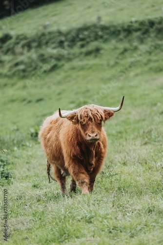 Vertical closeup of a large brown highland cattle in a green field