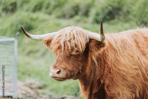 Closeup shot of a highland cattle's head with a blurred background of a green field