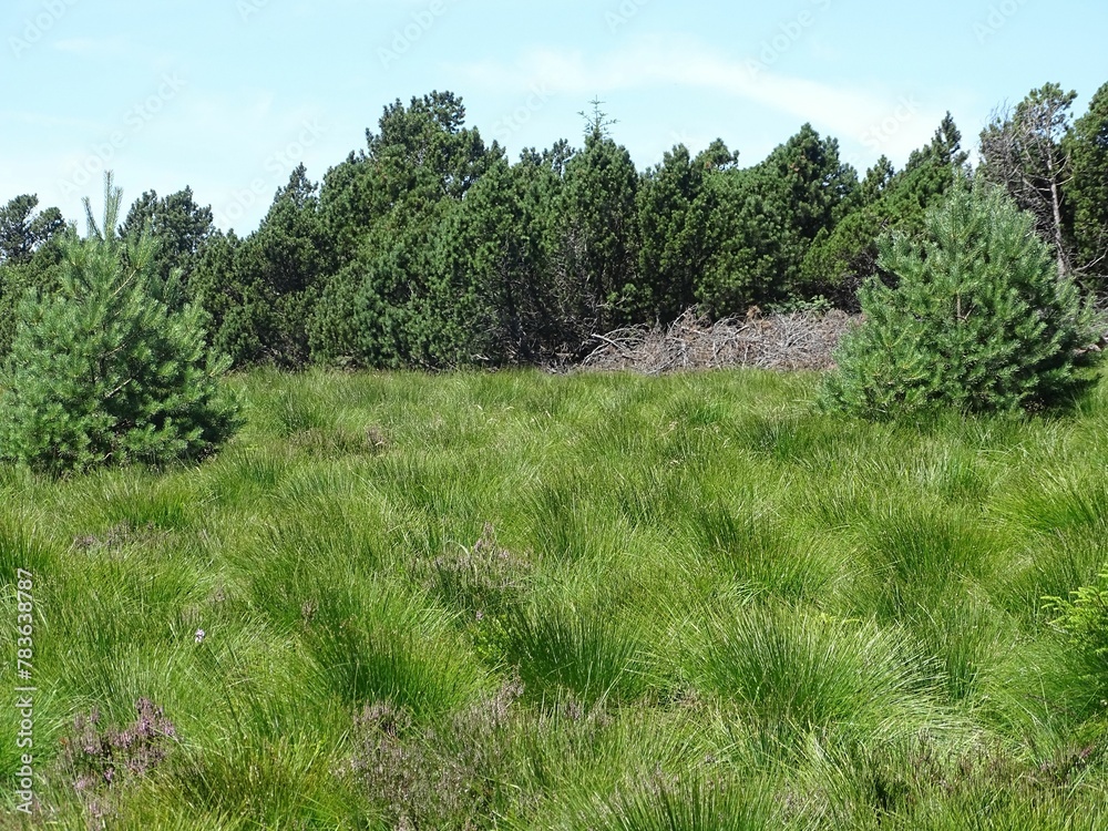 Scenic nature landscape of green field and fir trees Scenic nature landscape of green field and fir trees