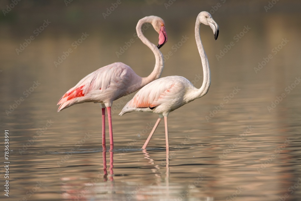 Gorgeous pink flamingos with colorful plumage standing in a reflective lake under golden sunlight