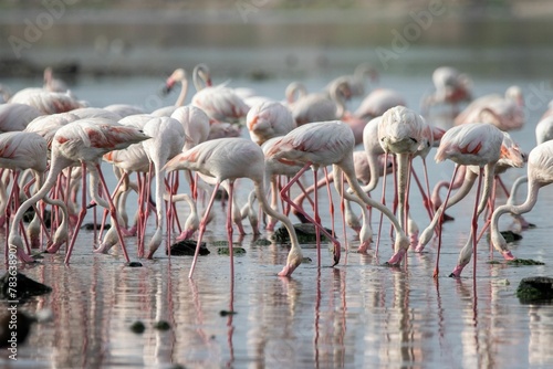 Flock of light pink white tropical flamingoes wading in a lake