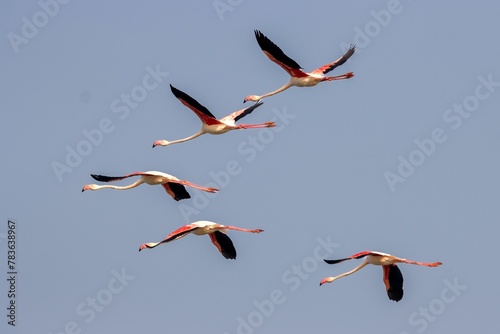 Group of flamingos flying high in a gray-blue sky on a gloomy day in the wilderness