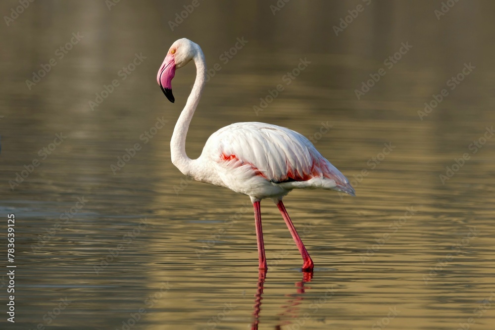 Greater flamingo (Phoenicopterus roseus) walking through the water Greater flamingo (Phoenicopterus roseus) walking through the water