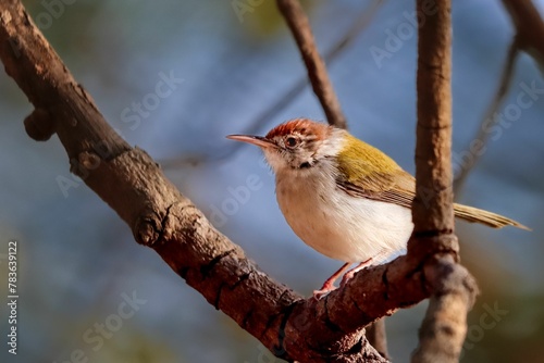 Closeup of the common tailorbird (Orthotomus sutorius) perched on a branch during the daytime photo