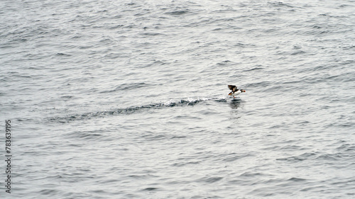 An Atlantic puffin runs on water to take off into the air