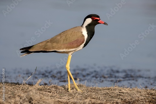 Closeup of a red-wattled lapwing walking on the sunlit grass, water blurred background