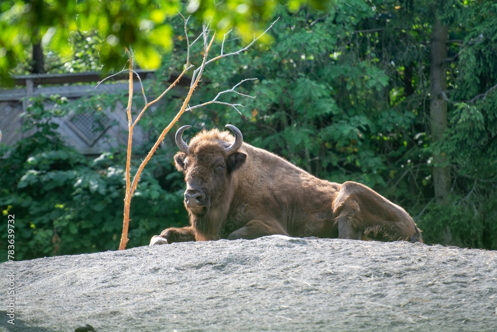 Fototapeta premium Beautiful Caucasian wisent resting on a rock with green trees in the background in a zoo