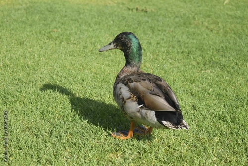 duck standing on green field