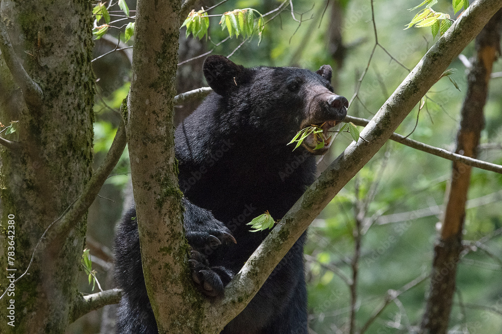 Obraz premium Closeup shot of a black bear chewing on a branch in a tree