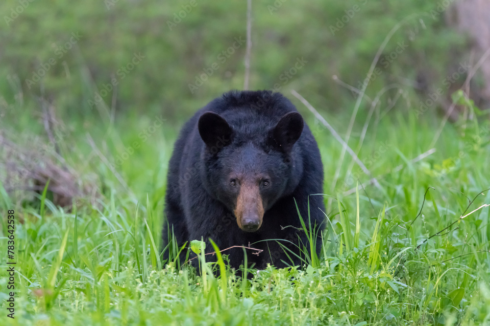 Large black bear on a green grass field Large black bear on a green grass field