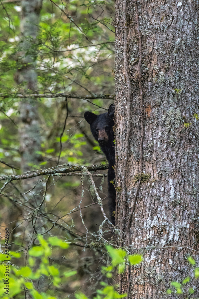 Vertical shot of a black bear cub hiding behind a tree trunk Vertical shot of a black bear cub hiding behind a tree trunk