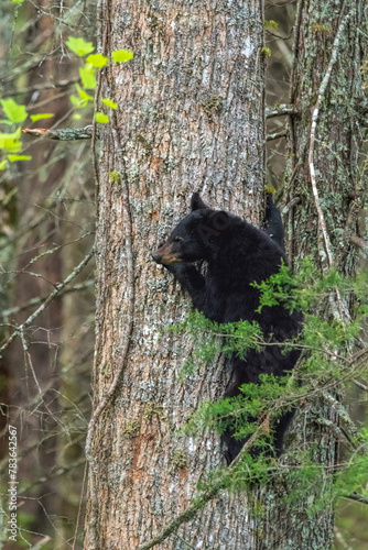 Vertical shot of a black bear cub climbing a tree