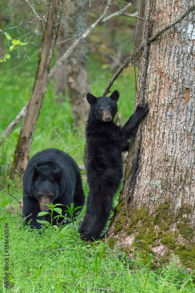 Obraz premium Vertical closeup of black bears trying to climb tree in a forest