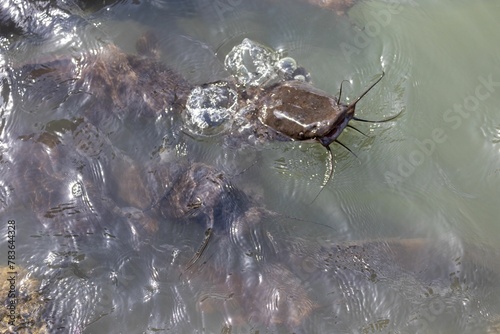 Closeup of wels catfish swimming in water