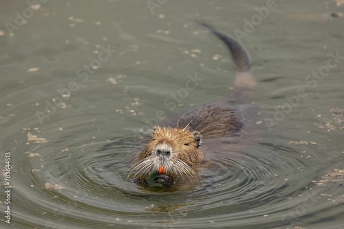 Nutria rat in swimming water