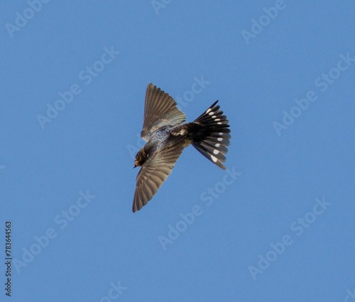 Low-angle view of a Purple martin bird flying with the blue sky visible in the background