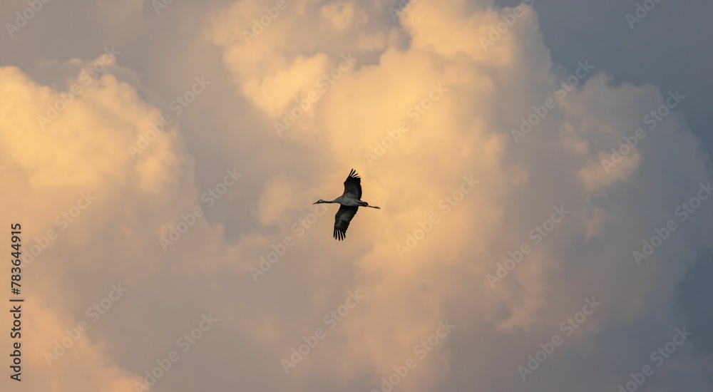 Bird in flight in cloudy sky at sunset