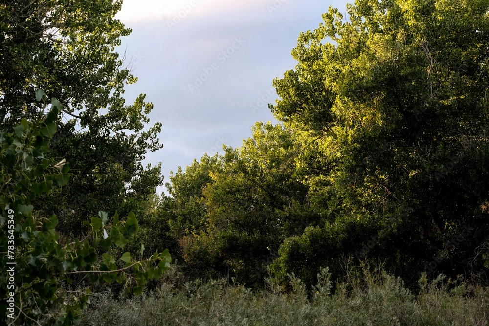 Beautiful view of sunset light through forest trees Beautiful view of sunset light through forest trees